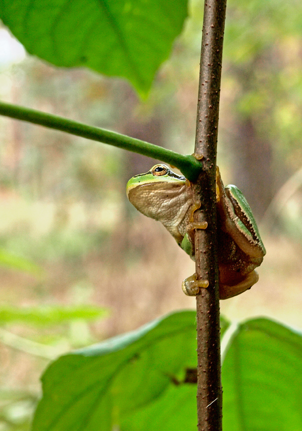 photo "***" tags: nature, wild animals
