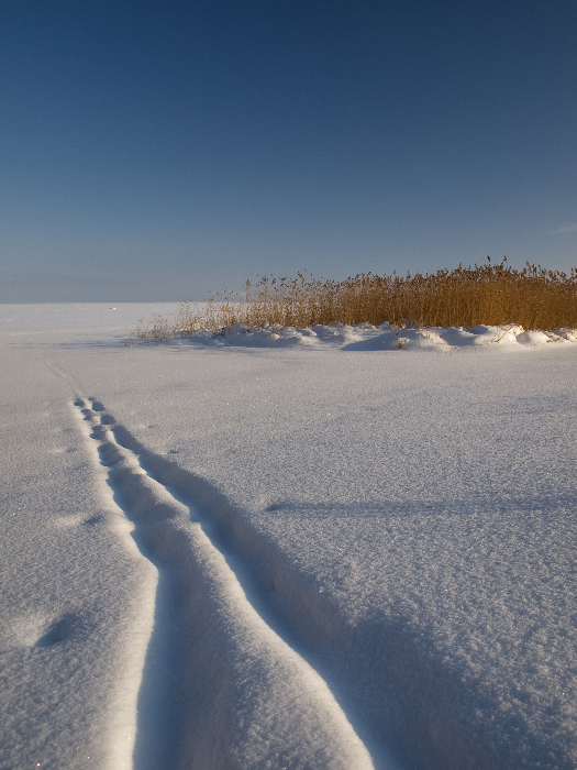 фото "На зимнем берегу" метки: пейзаж, зима