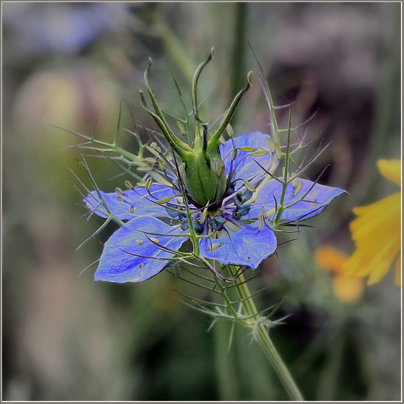 photo "The maiden in greens" tags: nature, flowers