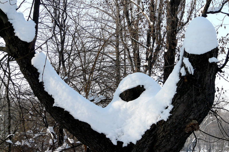photo "Winter surrenders! / Преподается Зима!" tags: landscape, humor, winter