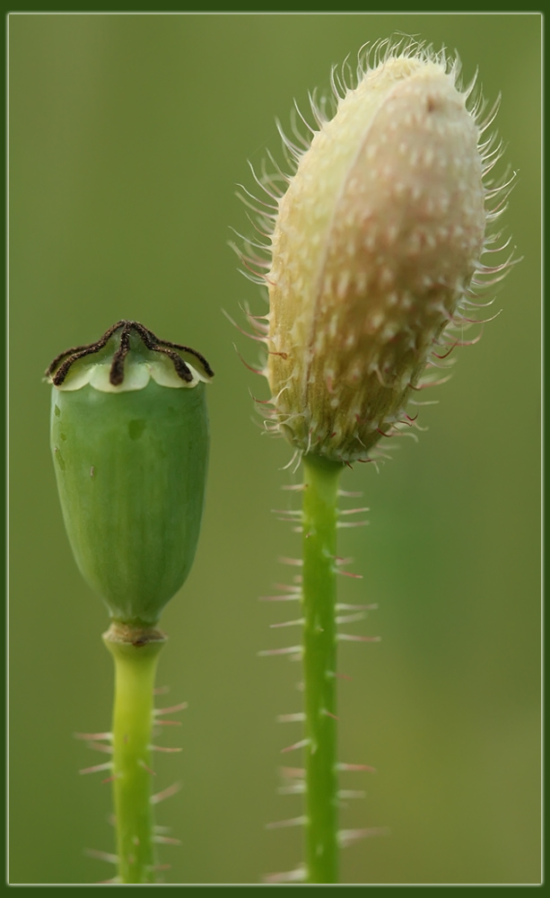 photo "He and She" tags: nature, macro and close-up, flowers