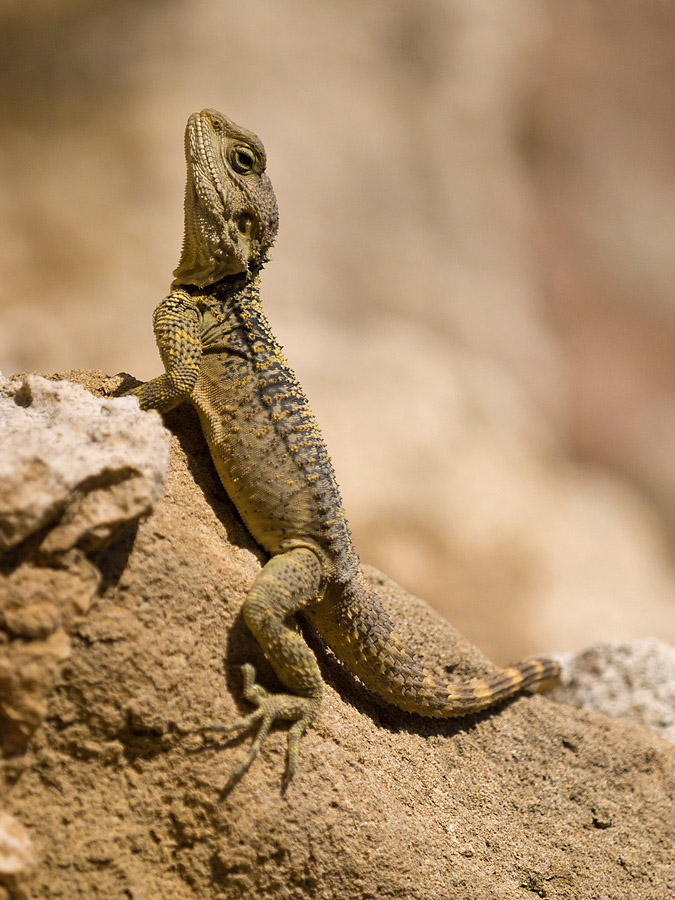 photo "Agama" tags: nature, wild animals