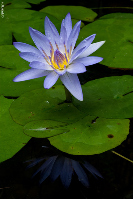 photo "***" tags: nature, flowers