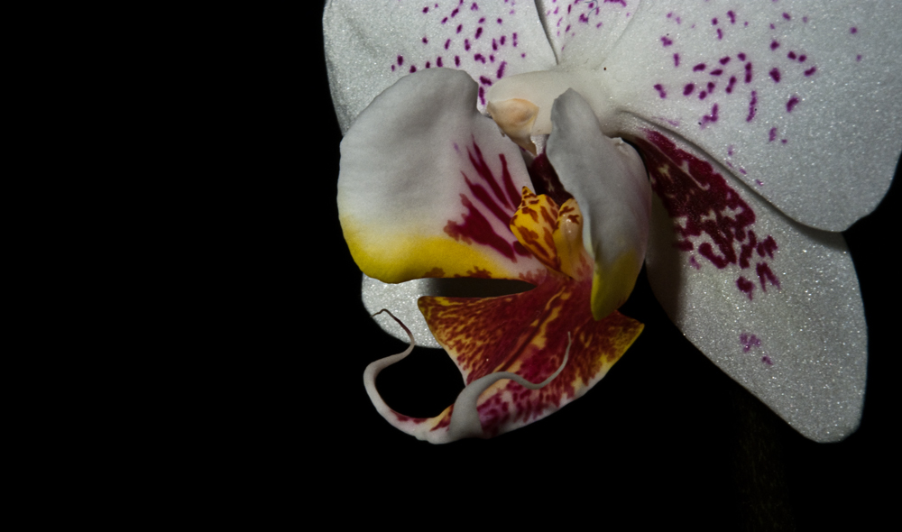 photo "My orchid" tags: nature, macro and close-up, flowers