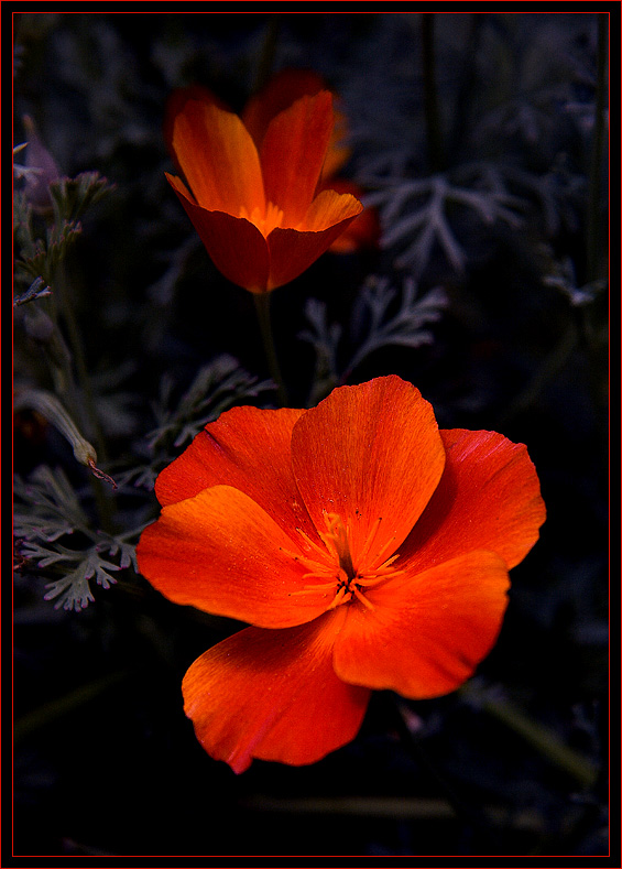 photo "***" tags: macro and close-up, nature, flowers