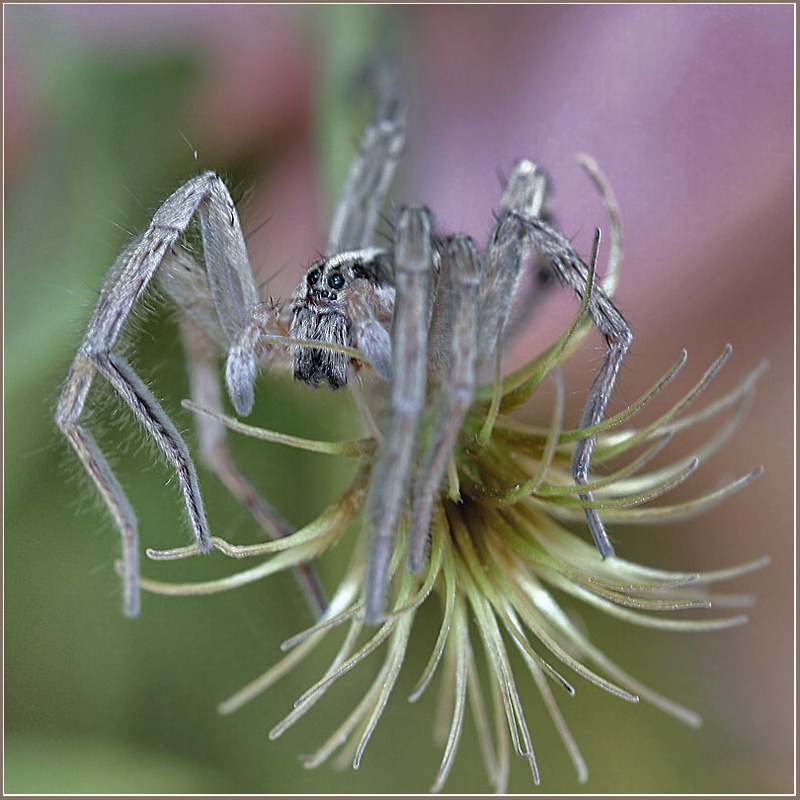 photo "Vperyodsmotrjashchy" tags: nature, macro and close-up, insect