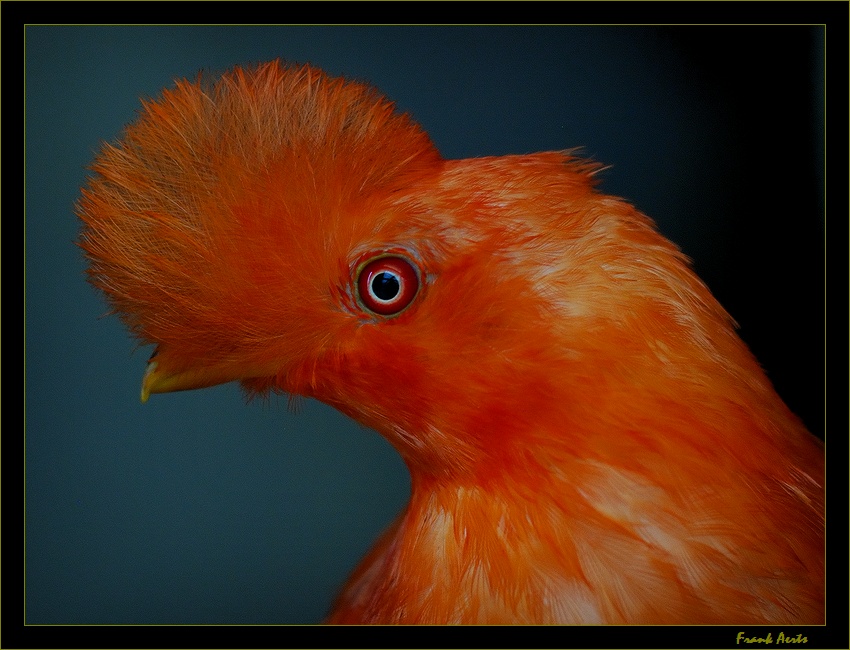 photo "Bird 1" tags: portrait, nature, wild animals