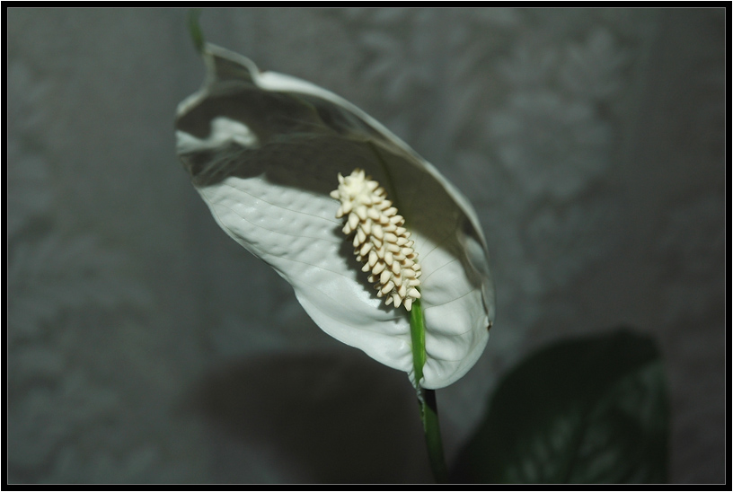 photo "Spathiphyllum" tags: nature, macro and close-up, flowers