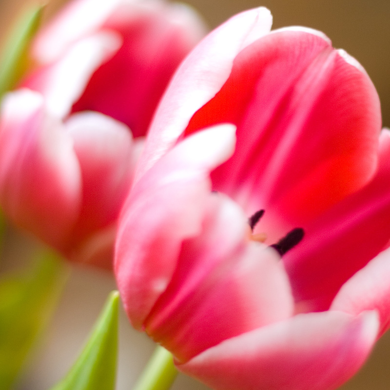 photo "***" tags: nature, still life, flowers