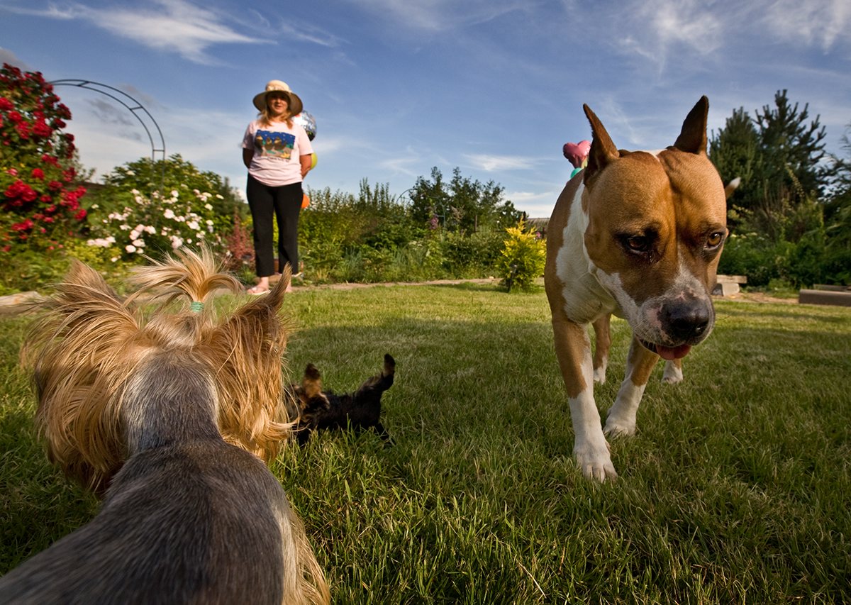 photo "Dogs Life" tags: reporting, nature, pets/farm animals