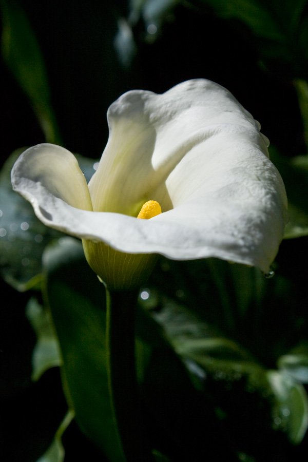 фото "***" метки: природа, цветы