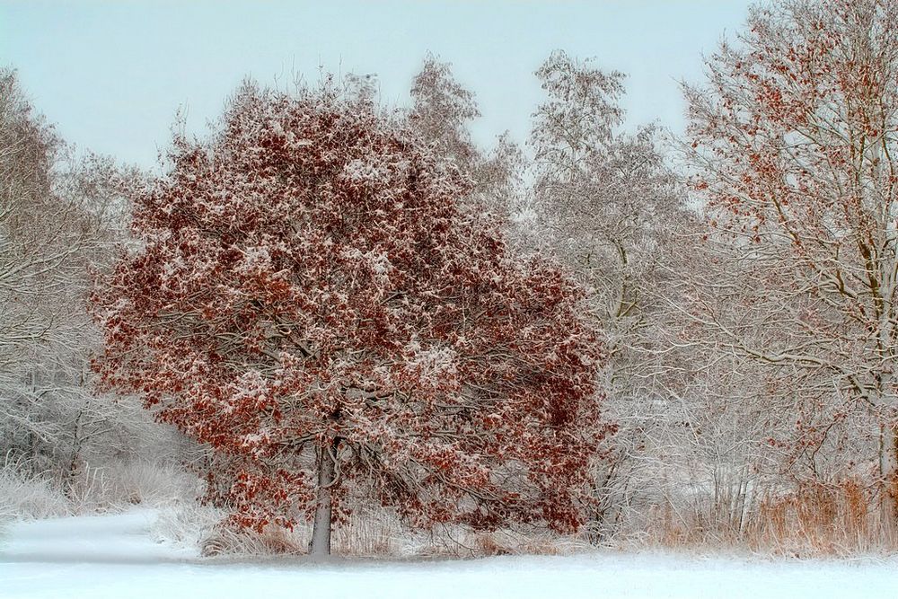 фото "winterdream" метки: пейзаж, природа, зима, цветы