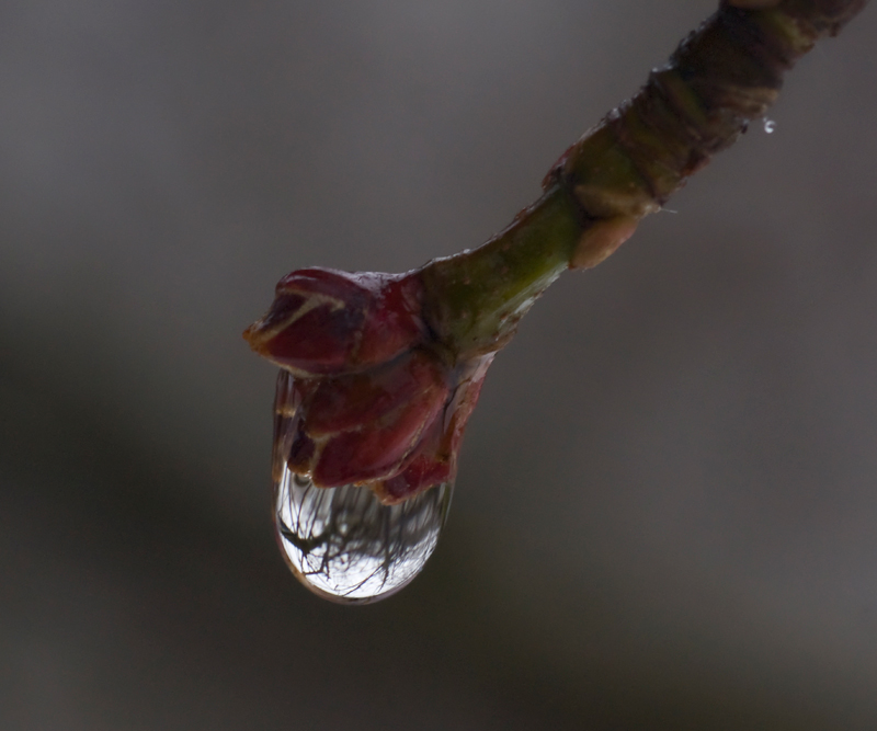 photo "***" tags: macro and close-up, 