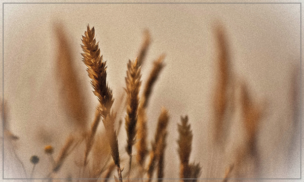 photo "grain" tags: landscape, nature, flowers