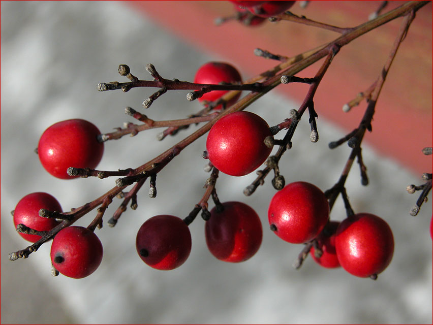 фото "red drops" метки: природа, макро и крупный план, цветы