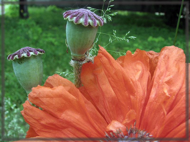photo "***" tags: nature, flowers
