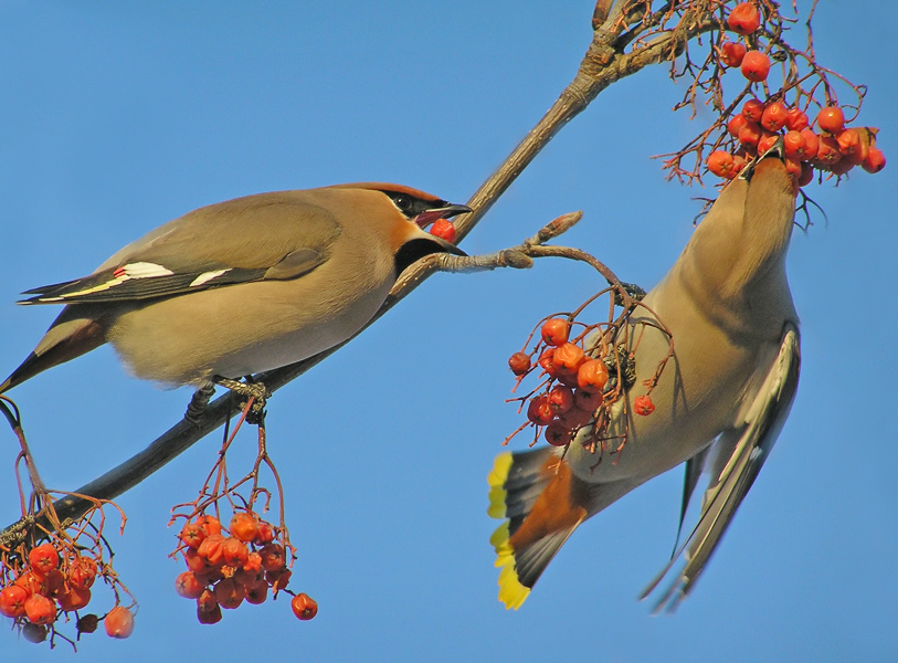 photo "Waxwings and rowanberry" tags: nature, wild animals