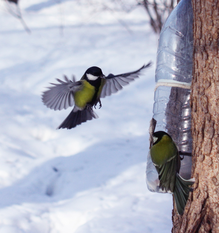 photo "***" tags: nature, wild animals