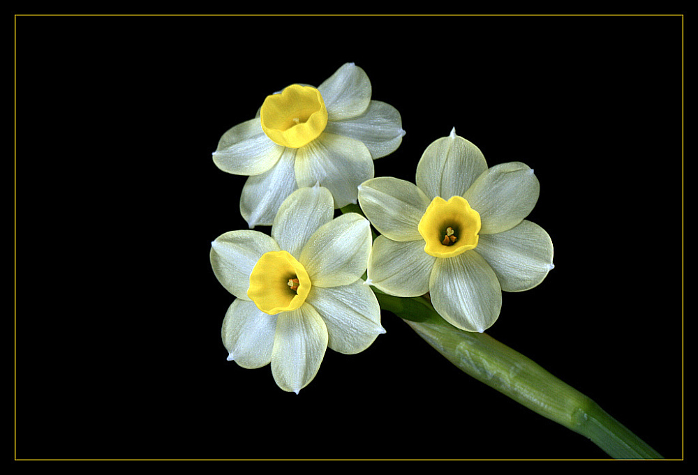 photo "mini Narcissus" tags: nature, flowers