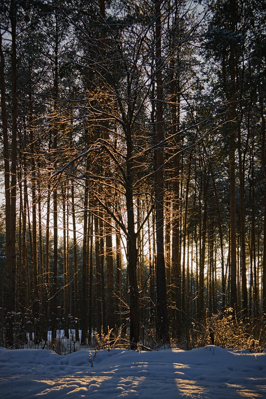 photo "***" tags: landscape, forest, winter