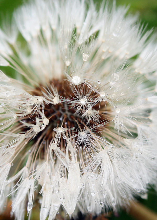 photo "***" tags: nature, macro and close-up, flowers