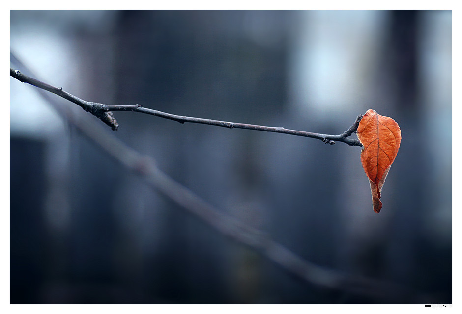 photo "last cOlOr" tags: nature, macro and close-up, flowers