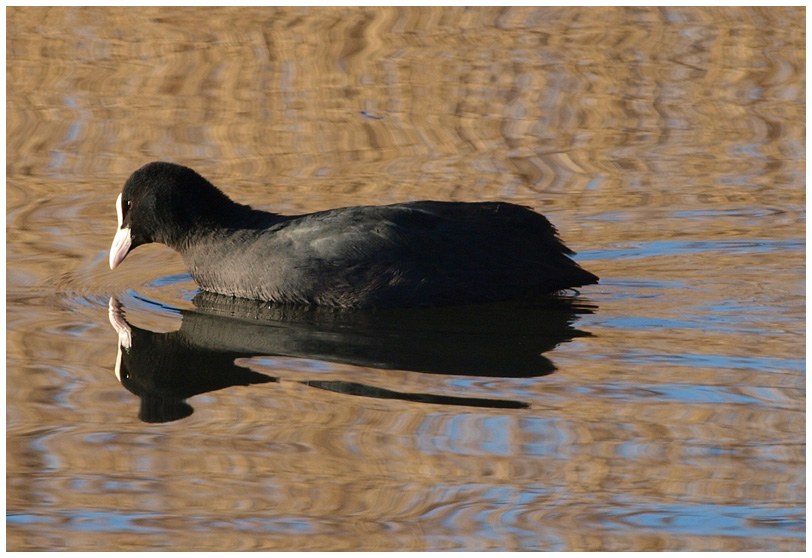 photo "Ebony and Ivory" tags: nature, wild animals