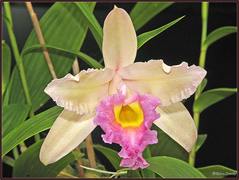 photo "Orchid. Sobralia mirabilis." tags: nature, flowers