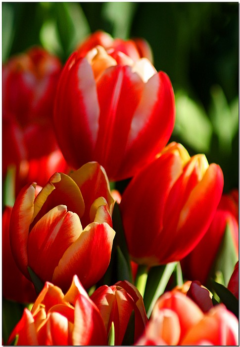 photo "Party Tulips" tags: nature, flowers