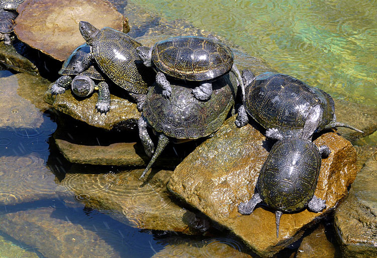 photo "Parade turtles / Парад черепах" tags: nature, reporting, pets/farm animals