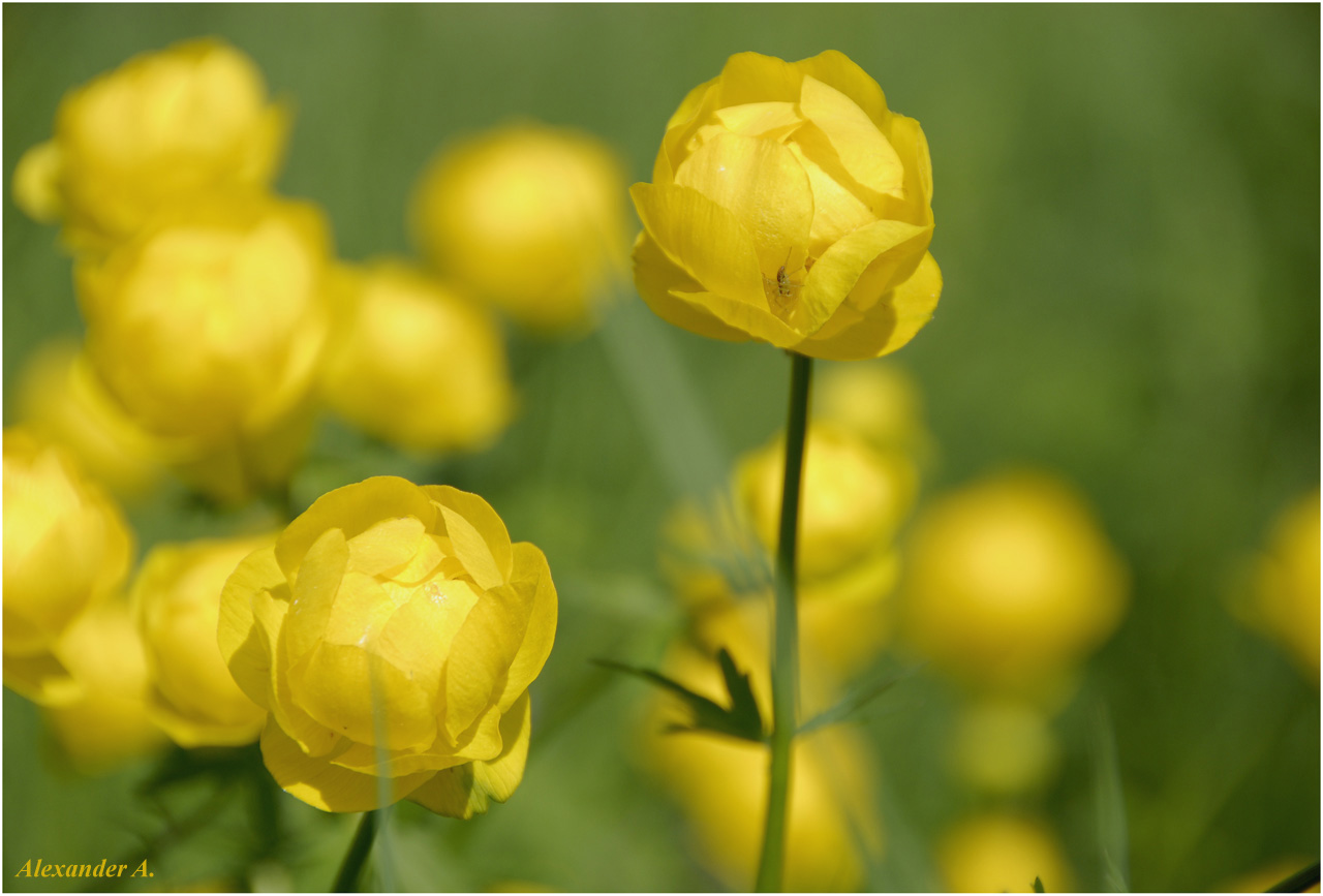 photo "Tr&#243;llius Flower" tags: nature, flowers