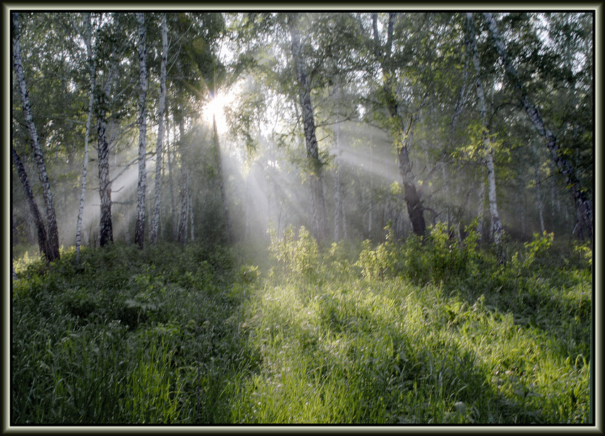 photo "***" tags: landscape, forest