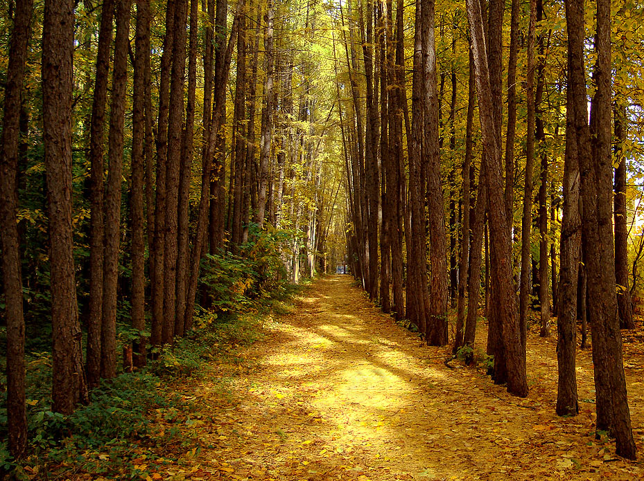 photo "Gold Runner" tags: landscape, autumn