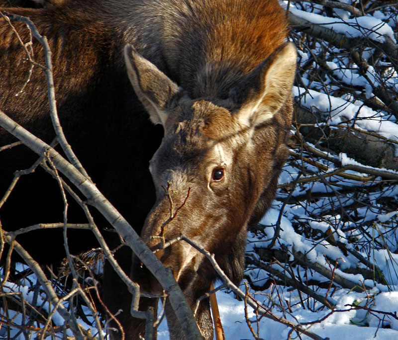 photo "затенчивый" tags: nature, travel, North America, wild animals