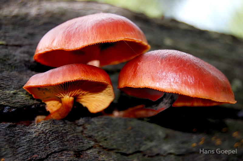 фото "Fungi" метки: природа, 