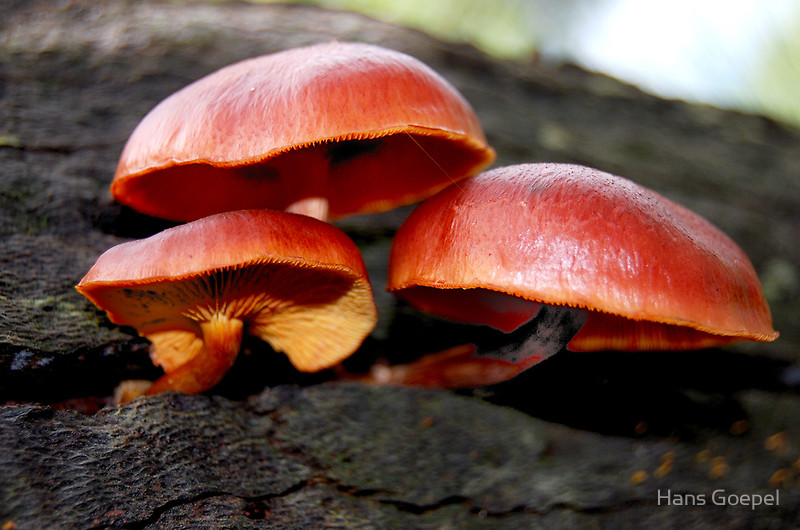 photo "Fungi" tags: nature, 