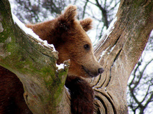 photo "Braun bear." tags: nature, wild animals