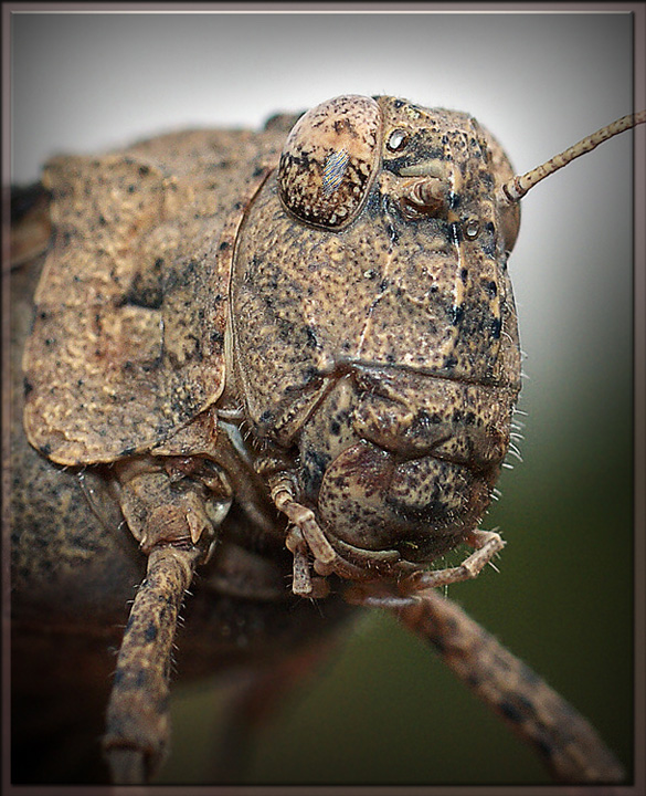 photo "макро ,кузнечик,насекомые,портрет" tags: macro and close-up, nature, insect