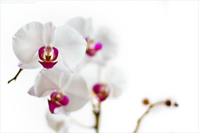 фото "Орхидеи" метки: природа, цветы