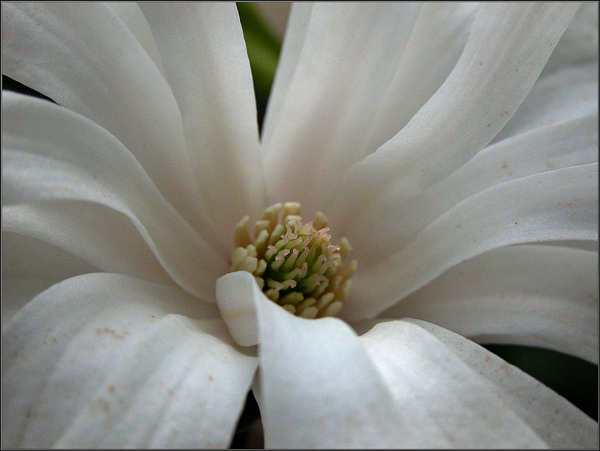 фото "white dragons" метки: природа, макро и крупный план, цветы