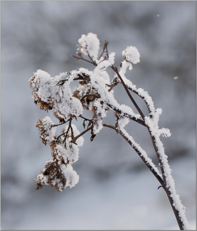 photo "Dressed up in winter" tags: nature, flowers