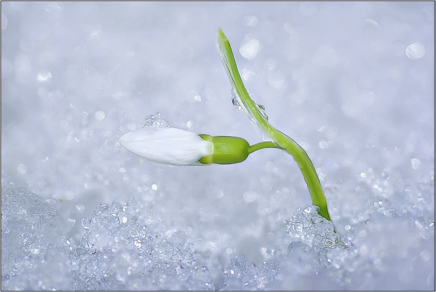 фото "Первый "лучик" весны" метки: пейзаж, природа, зима, цветы