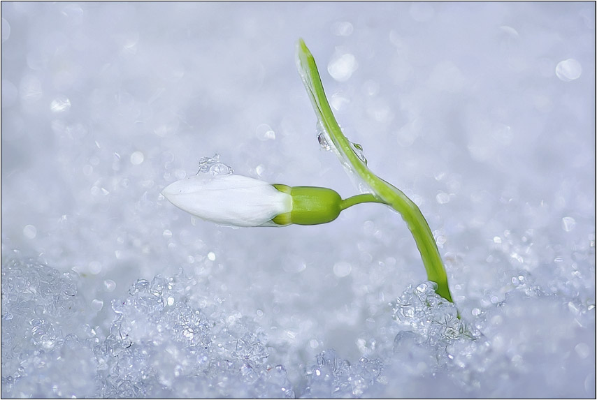 photo "***" tags: landscape, nature, flowers, winter