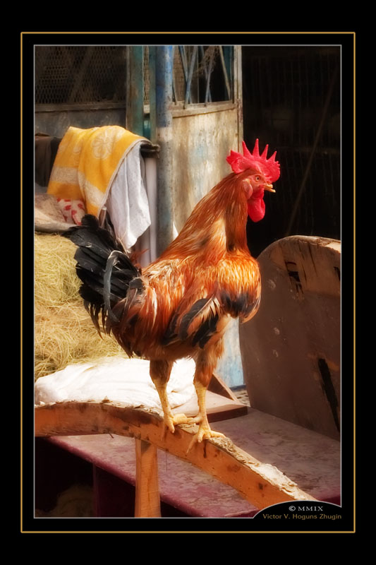 фото "Cock" метки: природа, путешествия, Африка, домашние животные