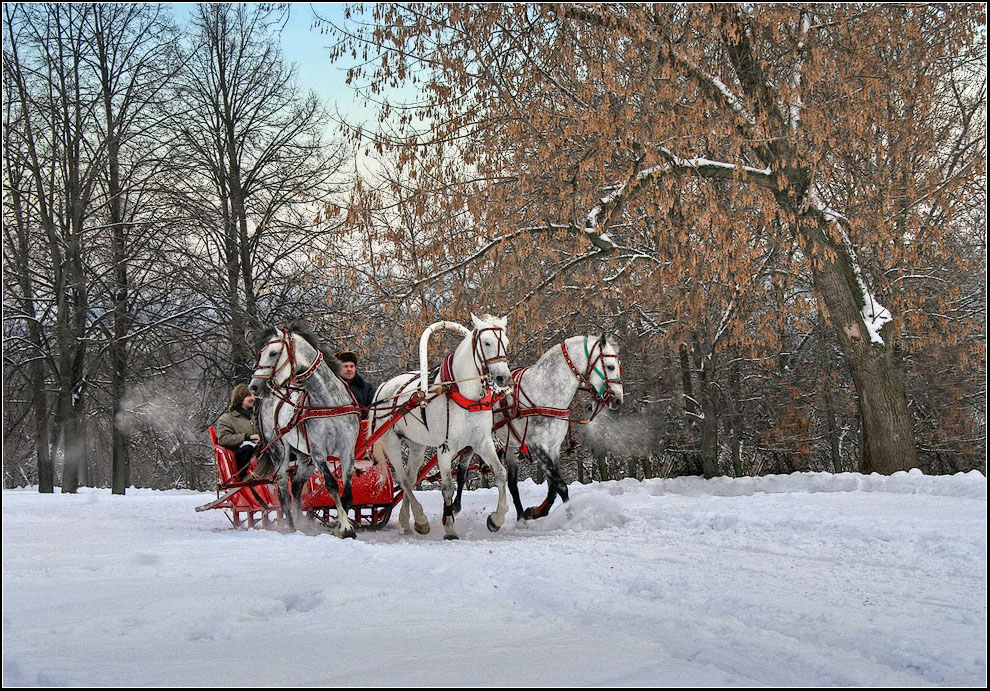 фото "Птица тройка" метки: пейзаж, жанр, зима