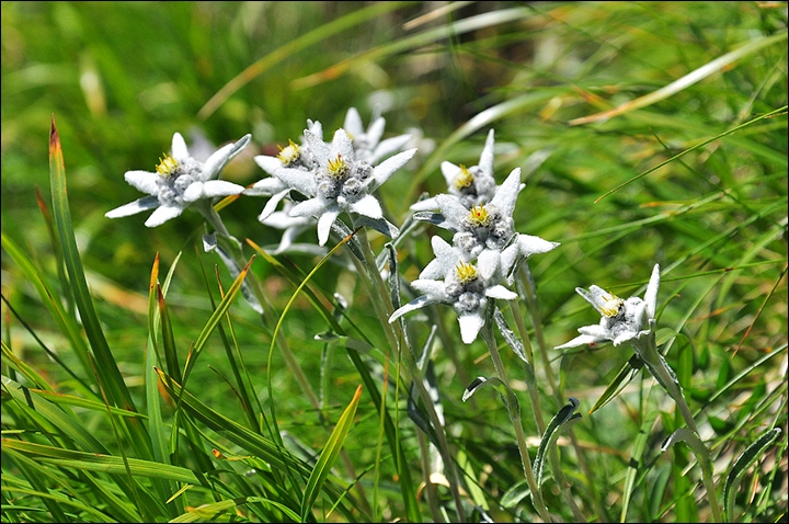 photo "Edelweiss" tags: nature, flowers