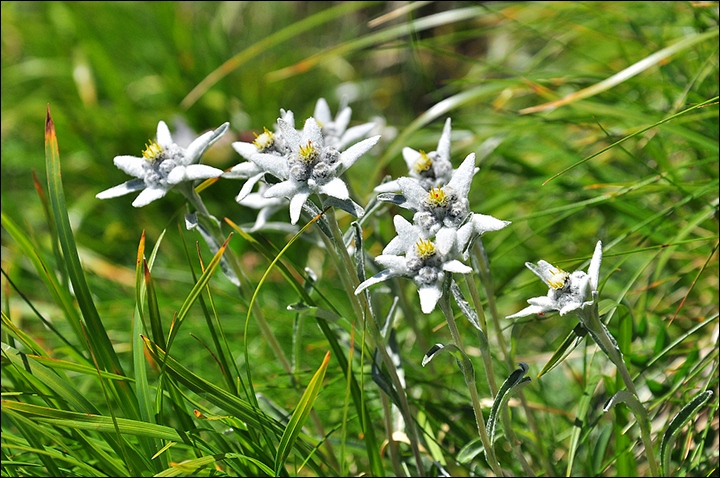 фото "Edelweiss" метки: природа, цветы