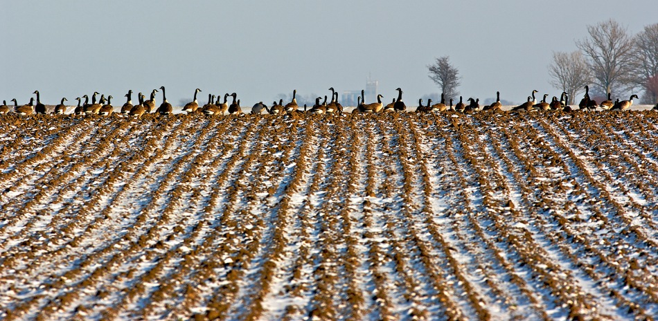 photo "Take a break..." tags: nature, landscape, wild animals, winter