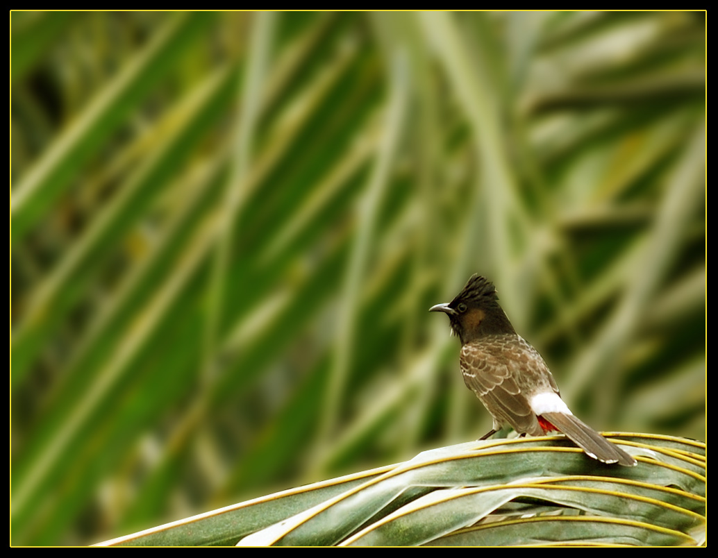 фото "BULBUL" метки: природа, дикие животные