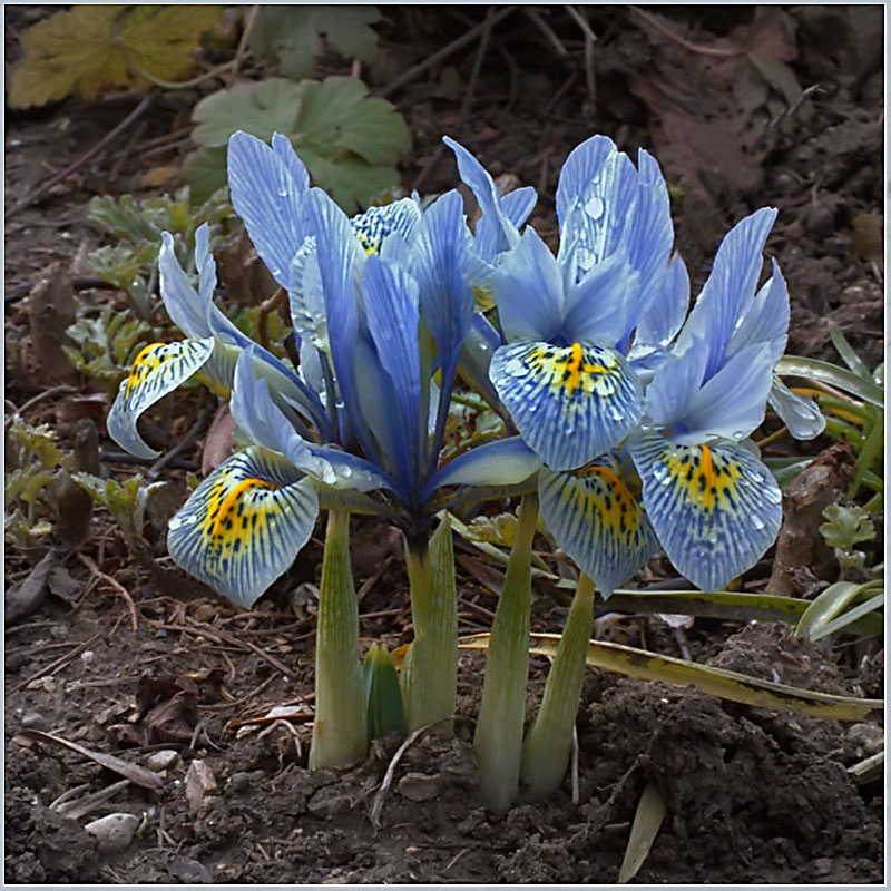 photo "Round dance" tags: nature, flowers